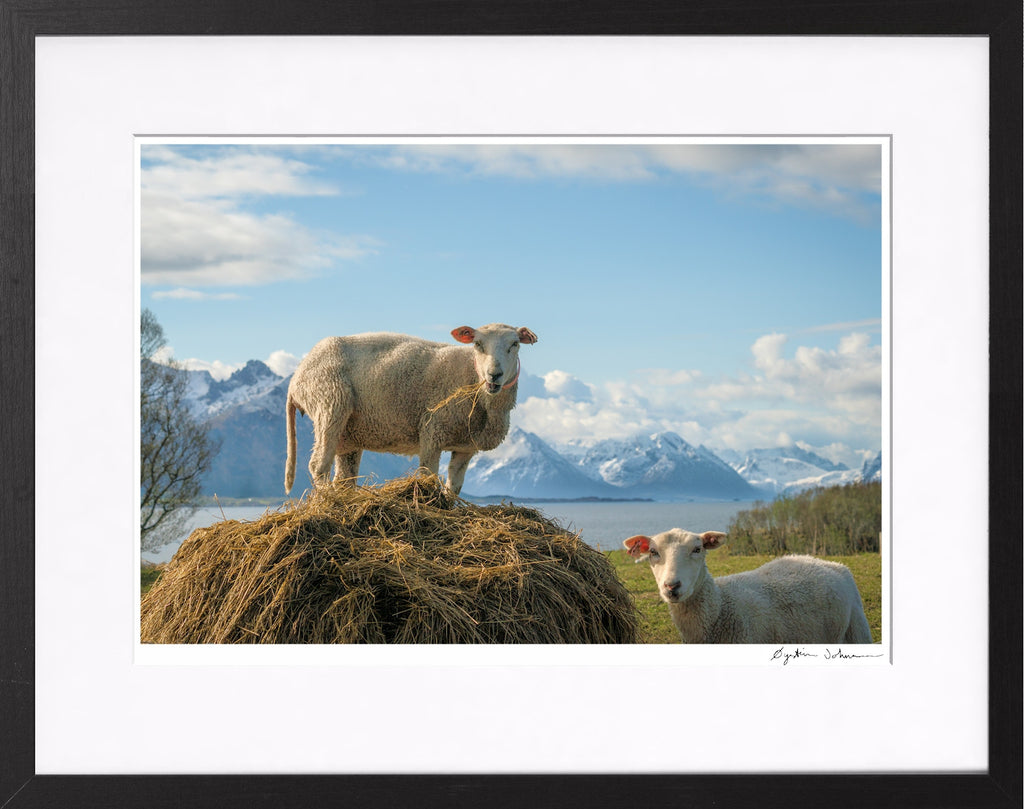 Høyt på strå (Hay Places)