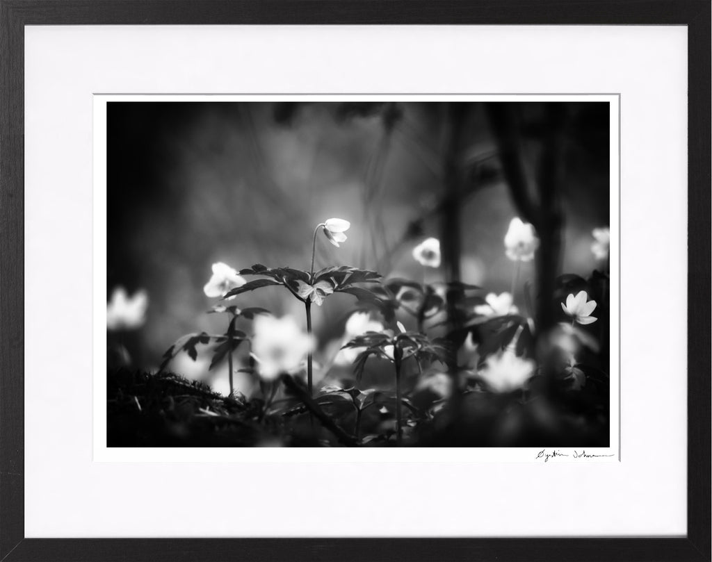 Hvitveis (White Anemone)