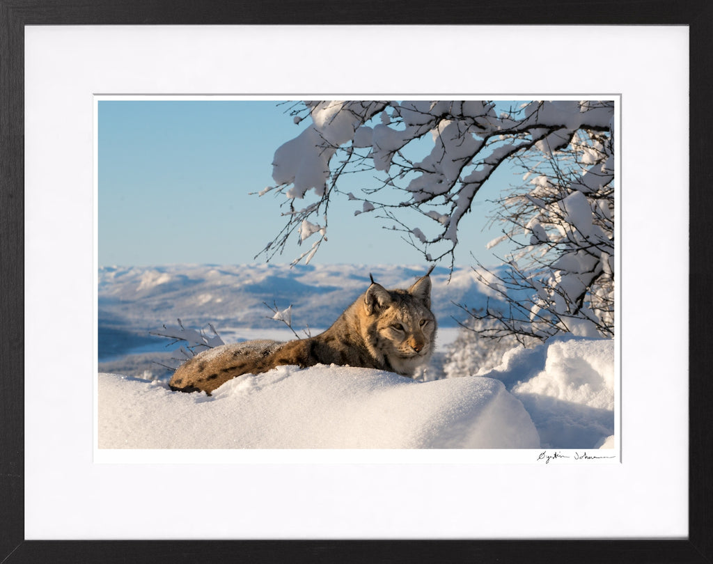Gaupe mot Ustetind (Lynx in front of Ustetind)