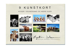 Art Cards: Heifers at Sunset and other cows